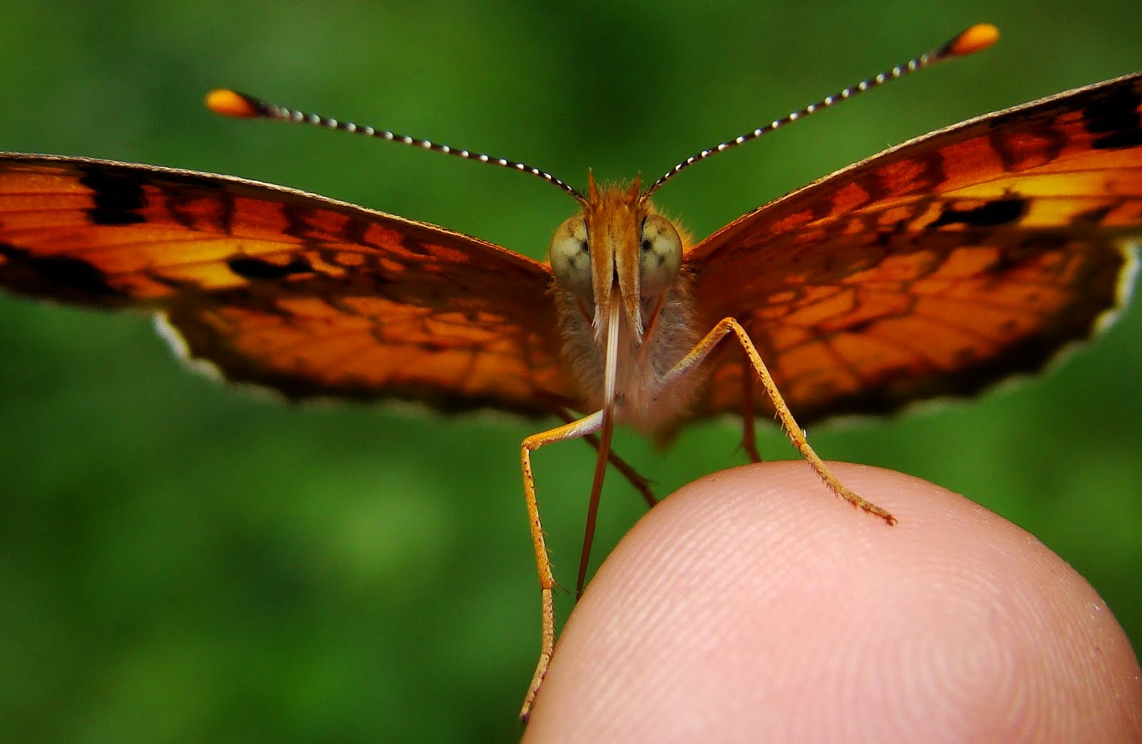 The Butterfly Hunt: 2010